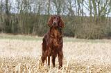 SETTER IRLANDAIS 410